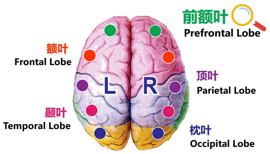 天赋云五大潜能量之精神能量-脑科学